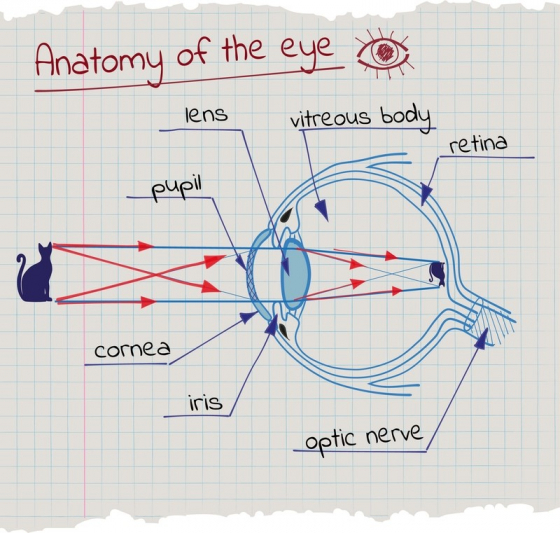 Anatomia do Olho